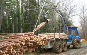 Заготовка древесины в России снизилась на 2,4% в первом квартале 2022 года