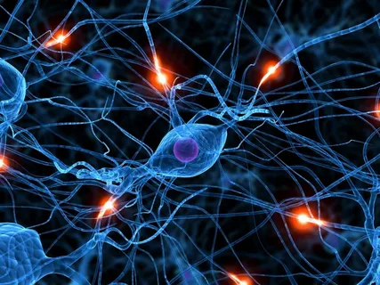 Нейробиологи нашли в мозге клетки, связанные с перееданием