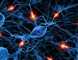Нейробиологи нашли в мозге клетки, связанные с перееданием