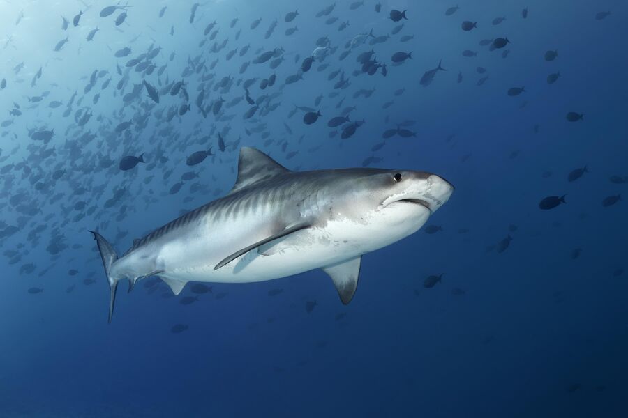 Дайверы назвали причиной агрессии акул в Красном море шум моторных лодок
