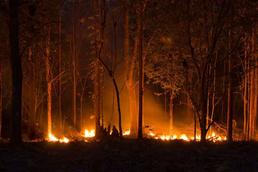 Площадь лесных пожаров в России выросла за сутки более чем на 10%