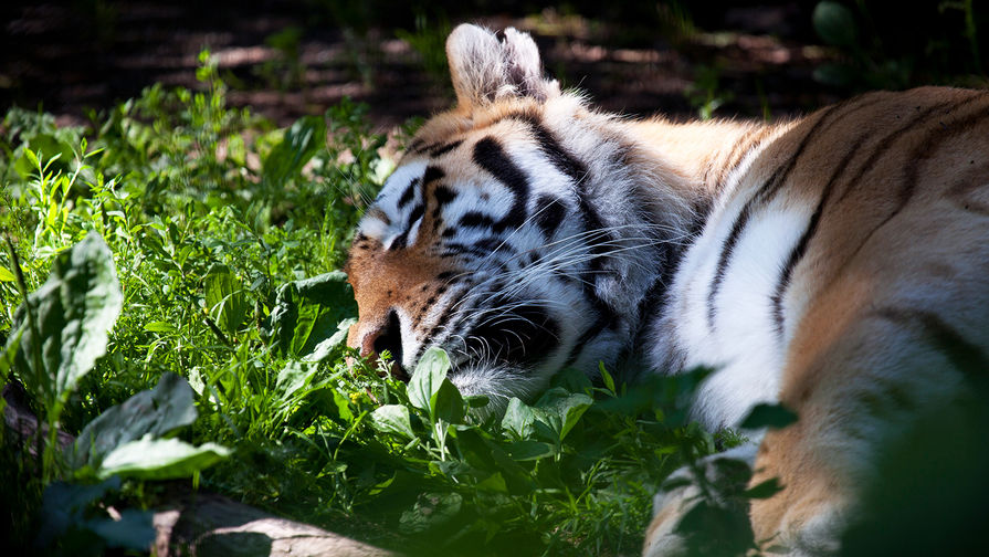 В Минприроды рассказали, сколько амурских тигров ежегодно гибнет в России