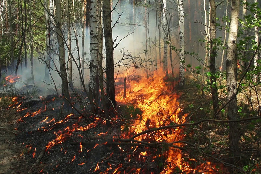 Площадь лесных пожаров в России превысила 100 тысяч га впервые с конца июня