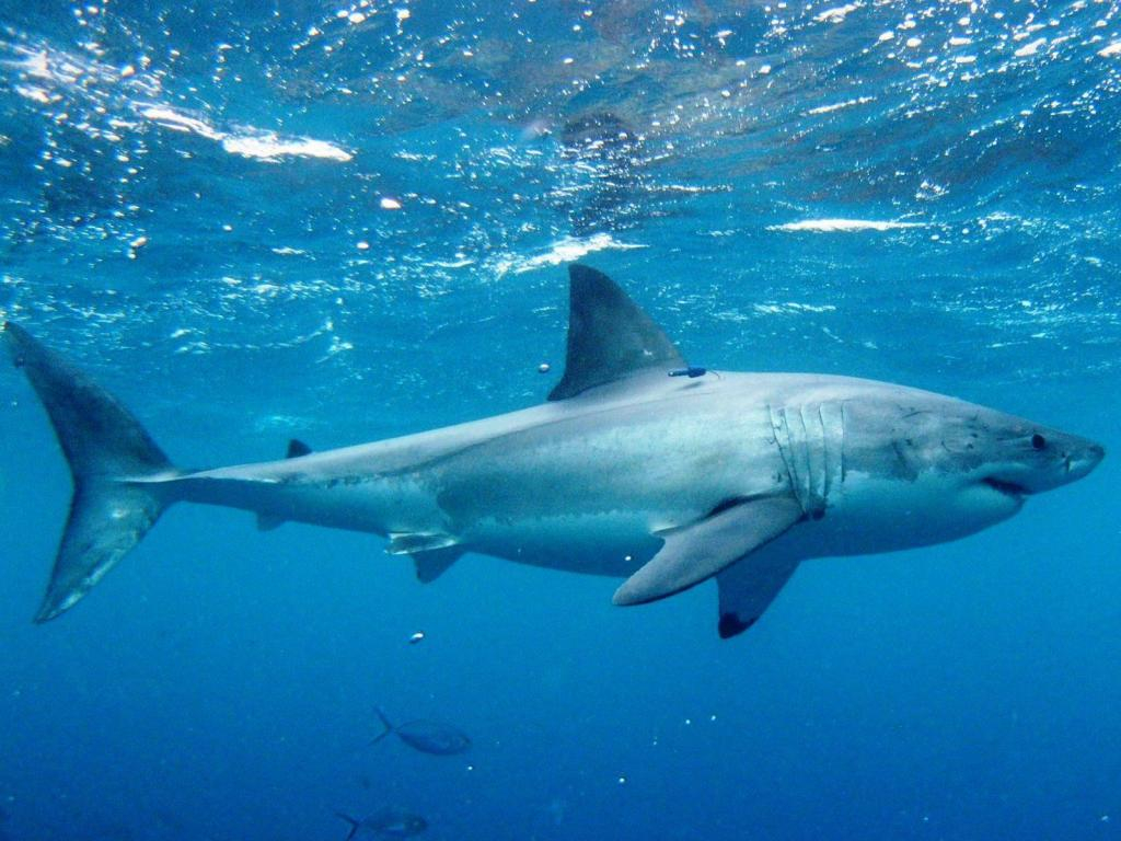 На Сахалине рыбаки выловили акулу