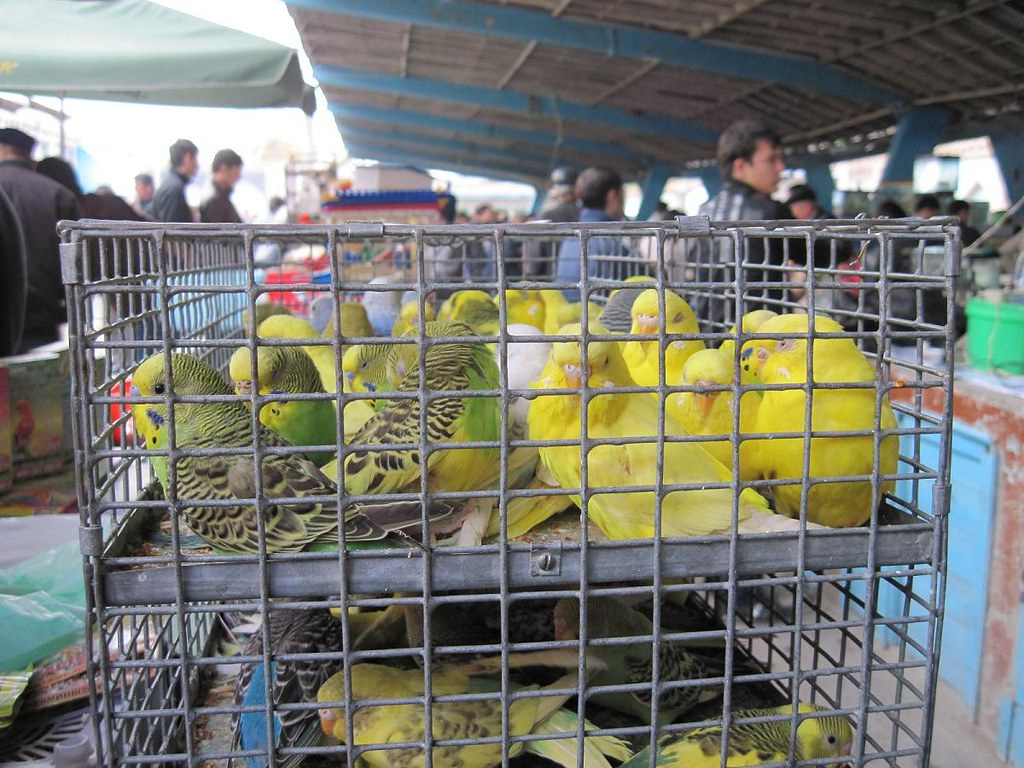 Продавать животных в зоомагазинах и на птичьих рынках запретят