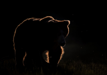 Медведь вышел на улицы Первоуральска. Видео