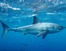На Сахалине рыбаки выловили акулу