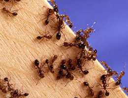 Ученые посчитали всех живущих на Земле муравьев