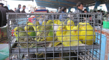 Продавать животных в зоомагазинах и на птичьих рынках запретят