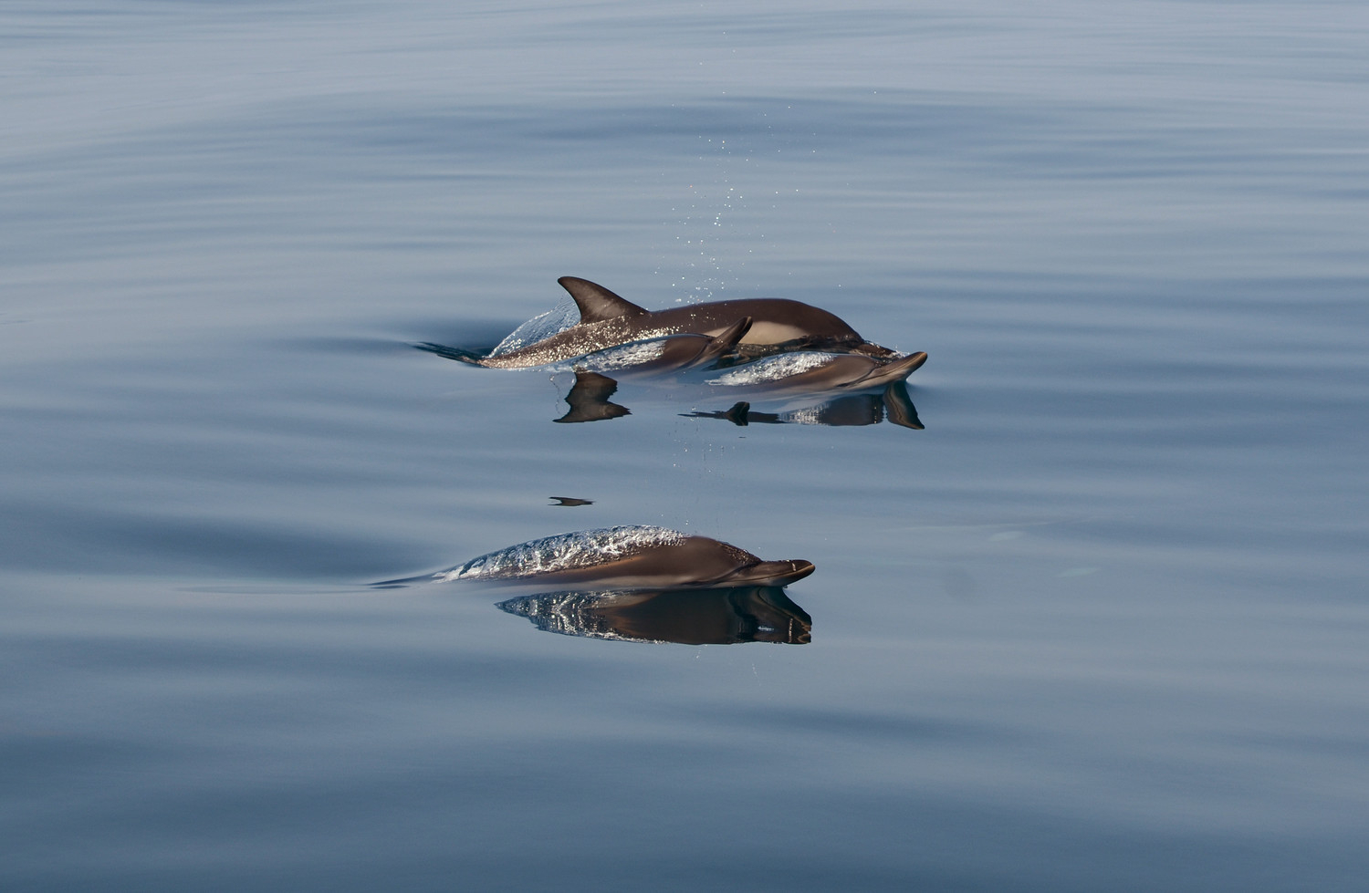 Боевые дельфины могут охранять Севастопольскую бухту от диверсантов