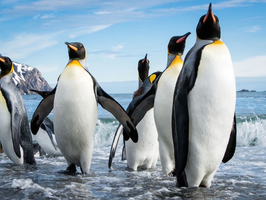 Императорские пингвины могут вымереть