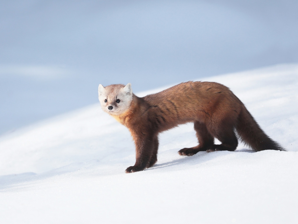 Маскотом «Уральского трубника» стал соболь