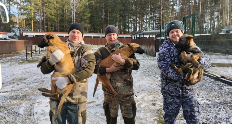 10 щенков уехали в Кировскую область из племенного питомника ГУФСИН