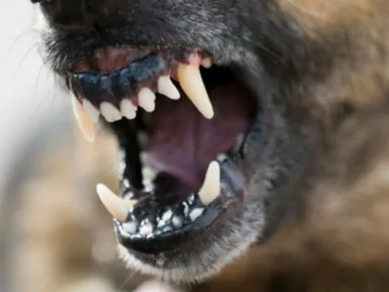 В Первоуральске собака напала на 70-летнего пенсионера