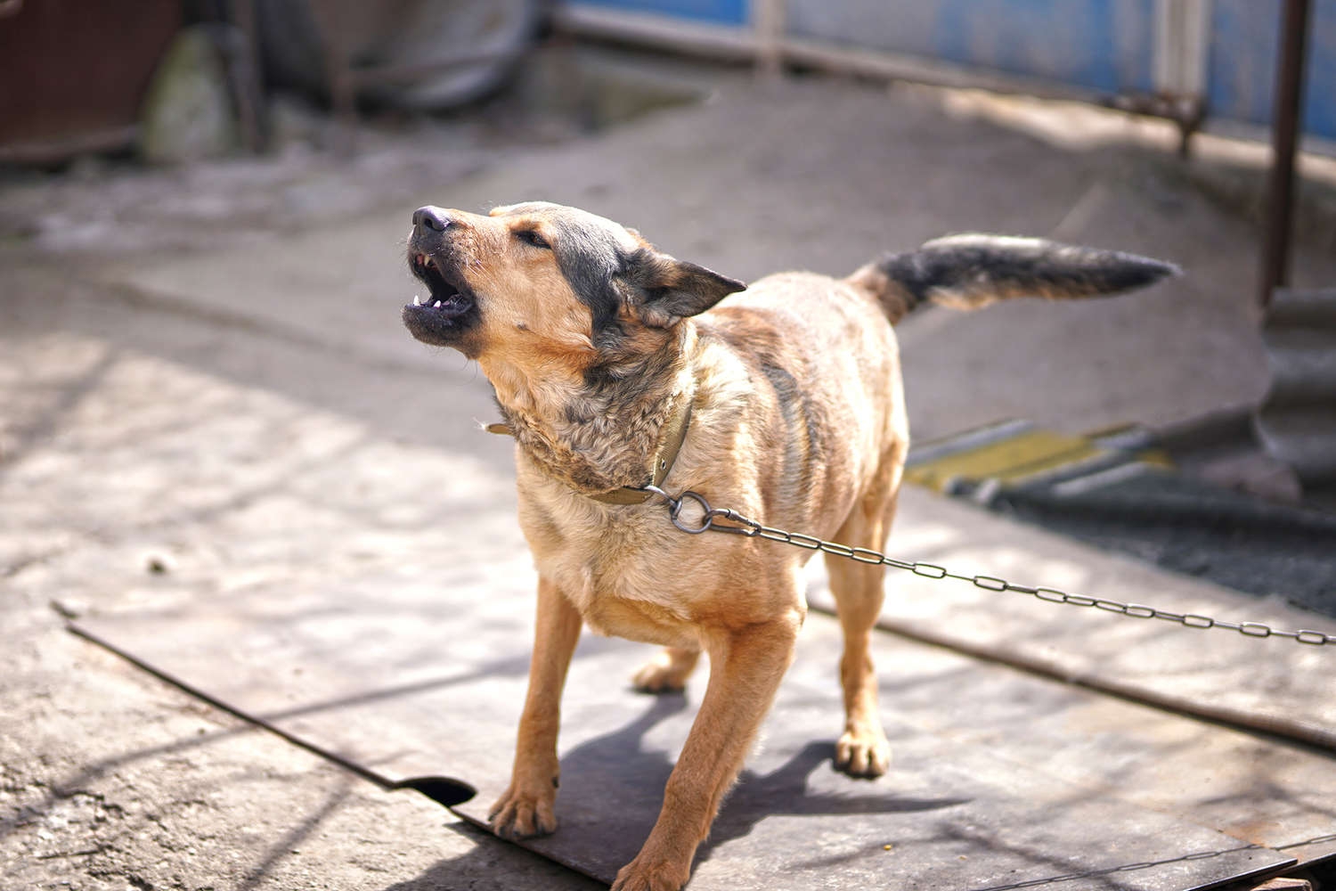 В России хотят ввести новое наказание за неправильный выгул собак