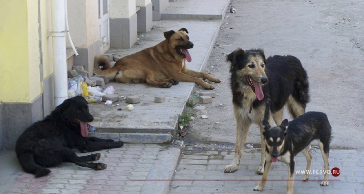 В городском округе отловят 698 безнадзорных собак