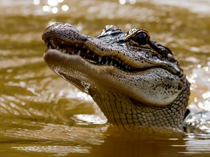 Крокодил выловил в реке тело утонувшего ребенка и принес его спасателям и родителям