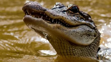 Крокодил выловил в реке тело утонувшего ребенка и принес его спасателям и родителям
