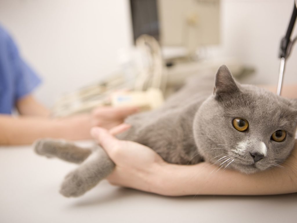 Жительница Первоуральска отсудила у ветклиники компенсацию за неверный диагноз у кошки