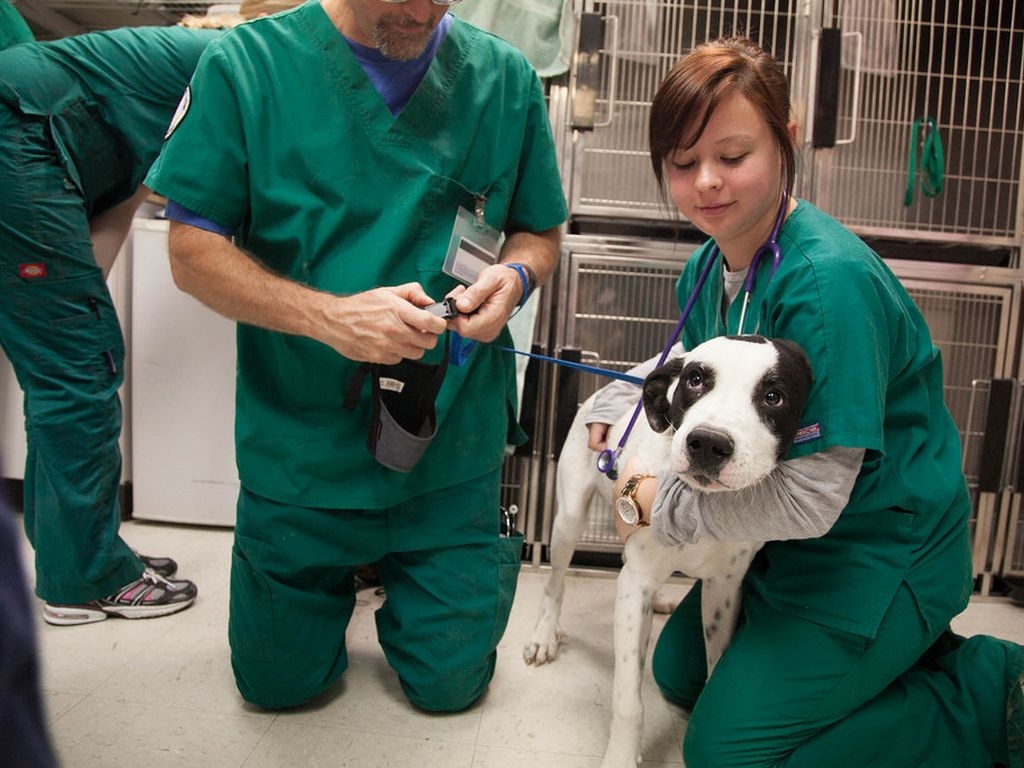 ветеринар с собакой. хэлси ветеринарная клиника. ветеринар. работает ли ветлечебница. работает ли ветлечебница.