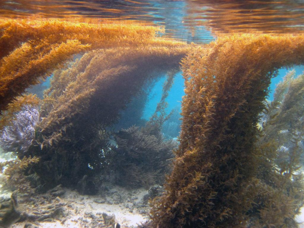 Остров из водорослей, вдвое превышающий ширину США, движется в сторону Флориды