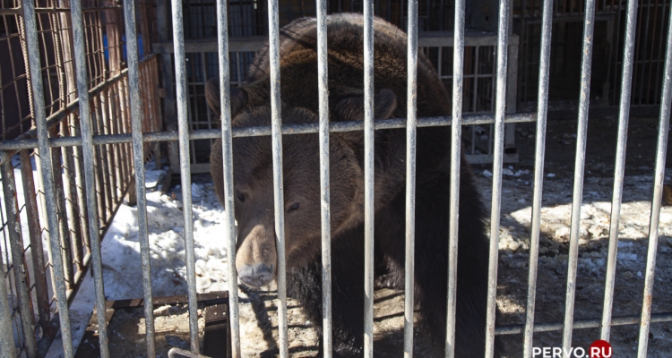 В мини-зоопарке проснулись медведи Михей и Балу