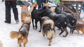 Около детского сада в Пермском крае на женщину напала стая бездомных собак
