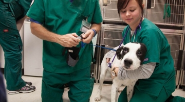 Ветеринар — профессия для желающих помогать животным