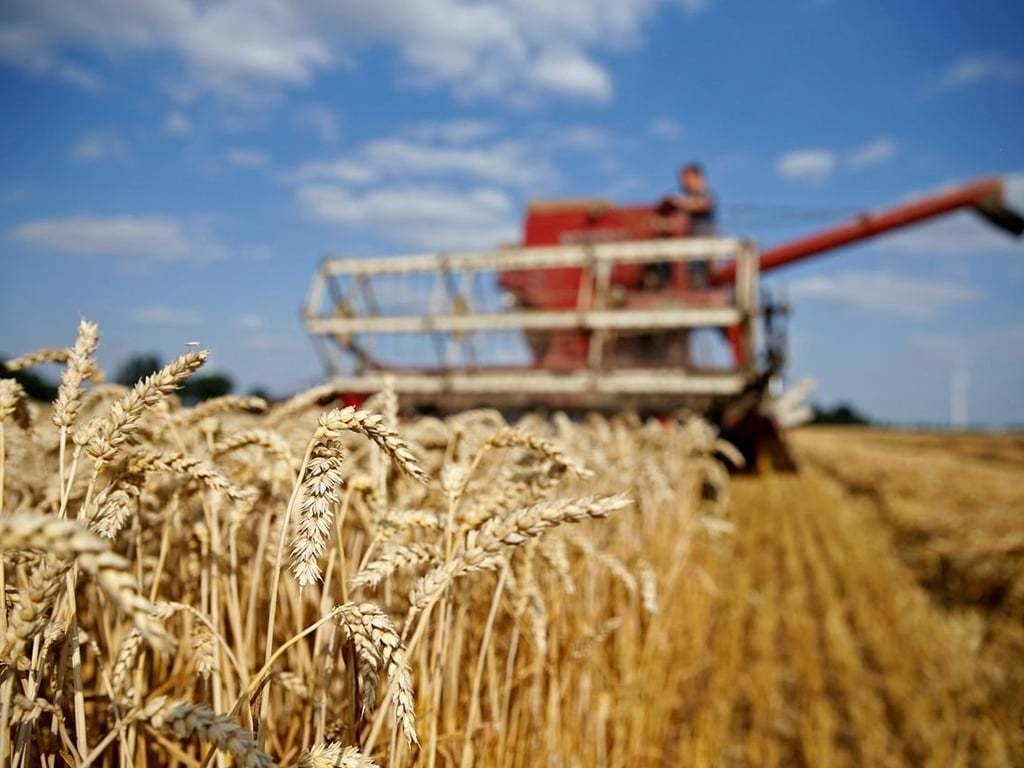 Россия может возобновить поставки пшеницы Вьетнаму