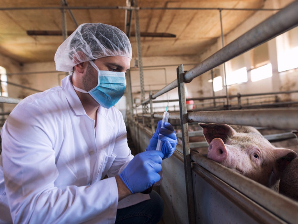 В Приморье выявили второй очаг африканской чумы свиней в «Русагро»