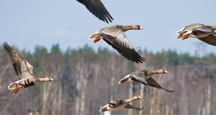 Запрет на охоту в лесах Первоуральске продлен до 15 мая