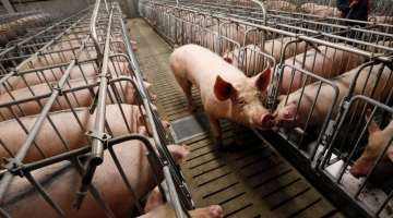Прокуратура требует взыскать 2,9 млрд рублей со свинокомплекса в Новосибирске