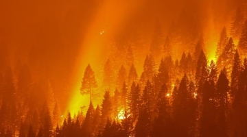 В Свердловской области площадь лесных пожаров превысила 33 тысячи гектаров