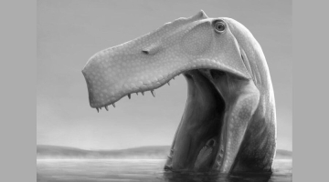 Палеонтологи обнаружили динозавра, которому длинная морда мешала смотреть вперед