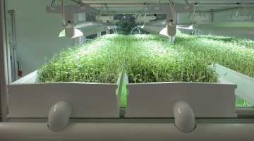 Какое оборудование стоит выбрать для выращивания растений в домашних условиях