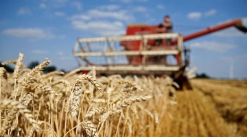 Россия может возобновить поставки пшеницы Вьетнаму