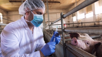 В Приморье выявили второй очаг африканской чумы свиней в «Русагро»