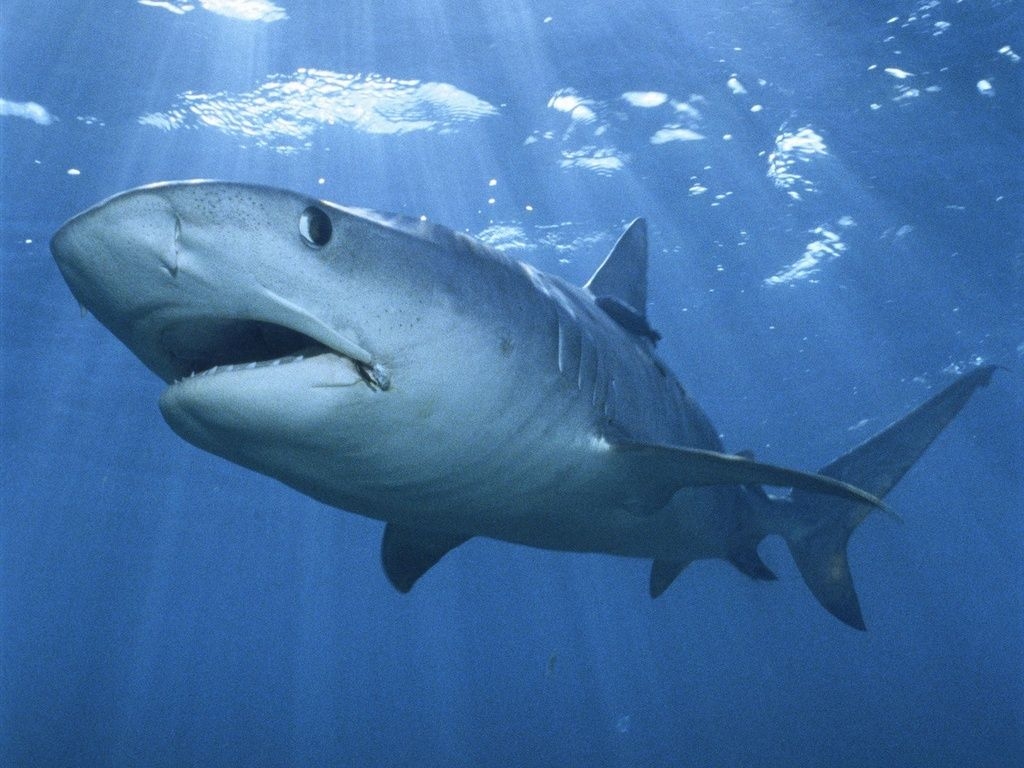 В водах Красного моря у израильского Эйлата замечена тигровая акула