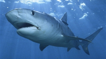 В водах Красного моря у израильского Эйлата замечена тигровая акула