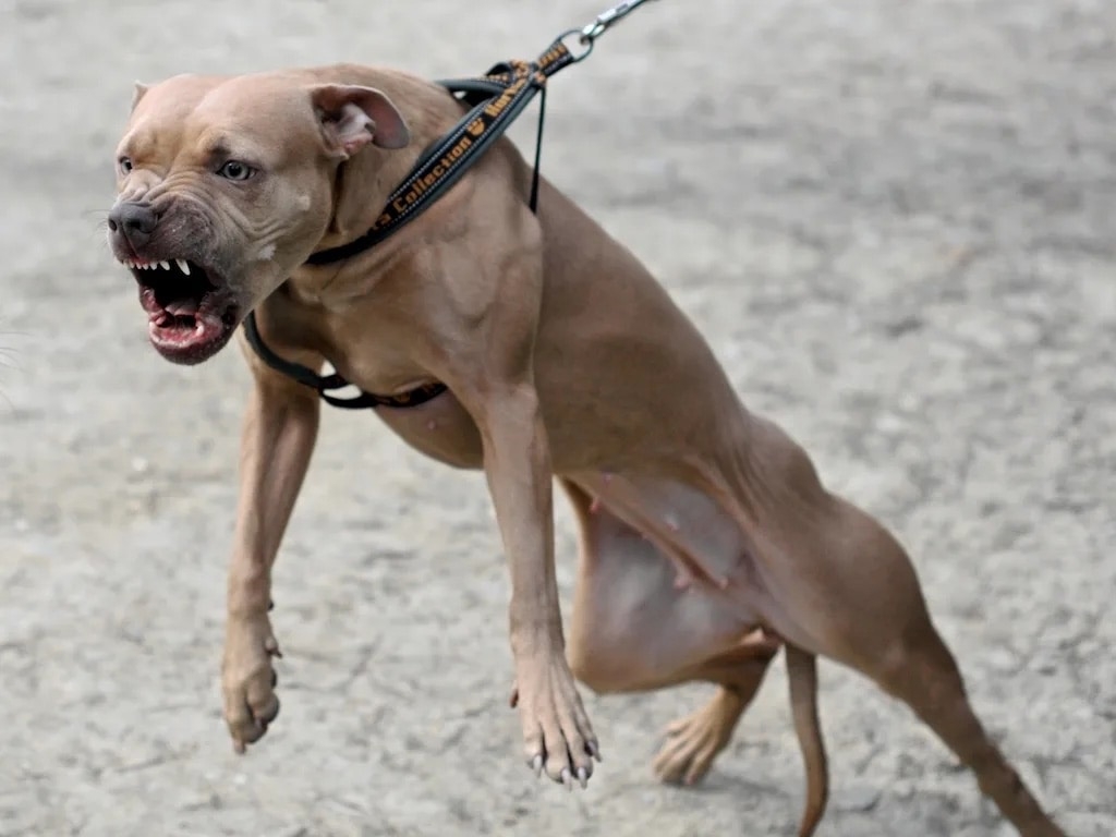 В России введут штрафы за выгул собак без намордника