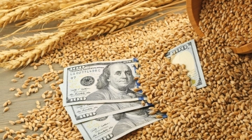 Подсчитаны потери Украины в случае разрыва зерновой сделки