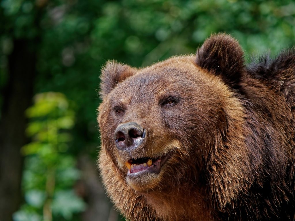 В российском городе медведь напал на людей во дворе жилого дома