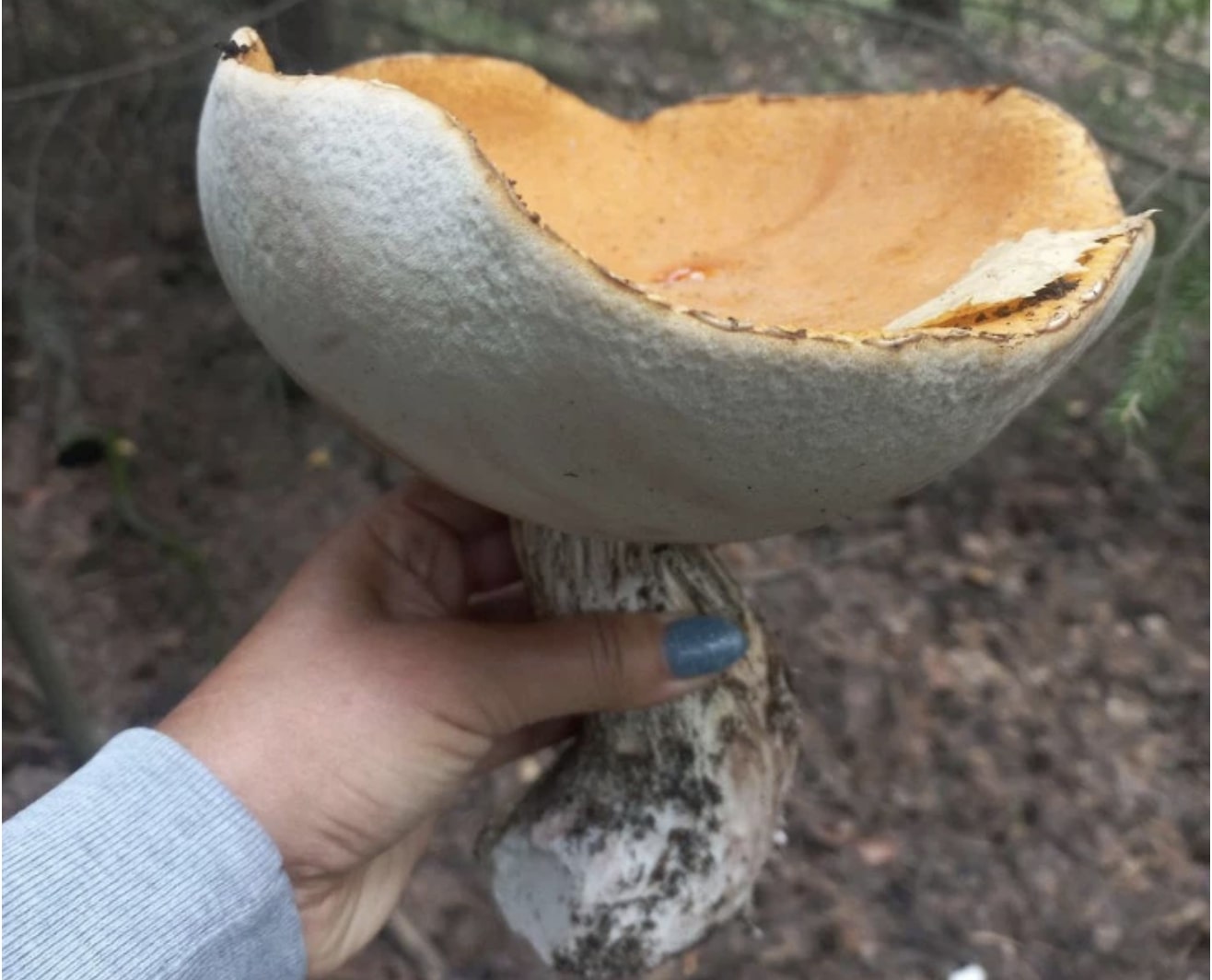 В лесах Первоуральска собирают гигантские съедобные грибы