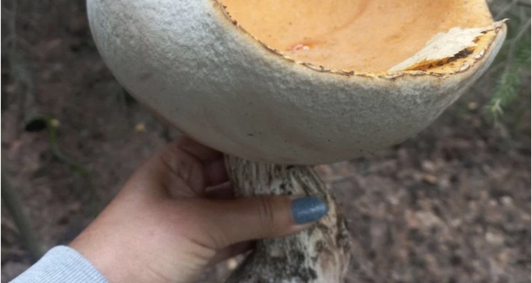 В лесах Первоуральска собирают гигантские съедобные грибы