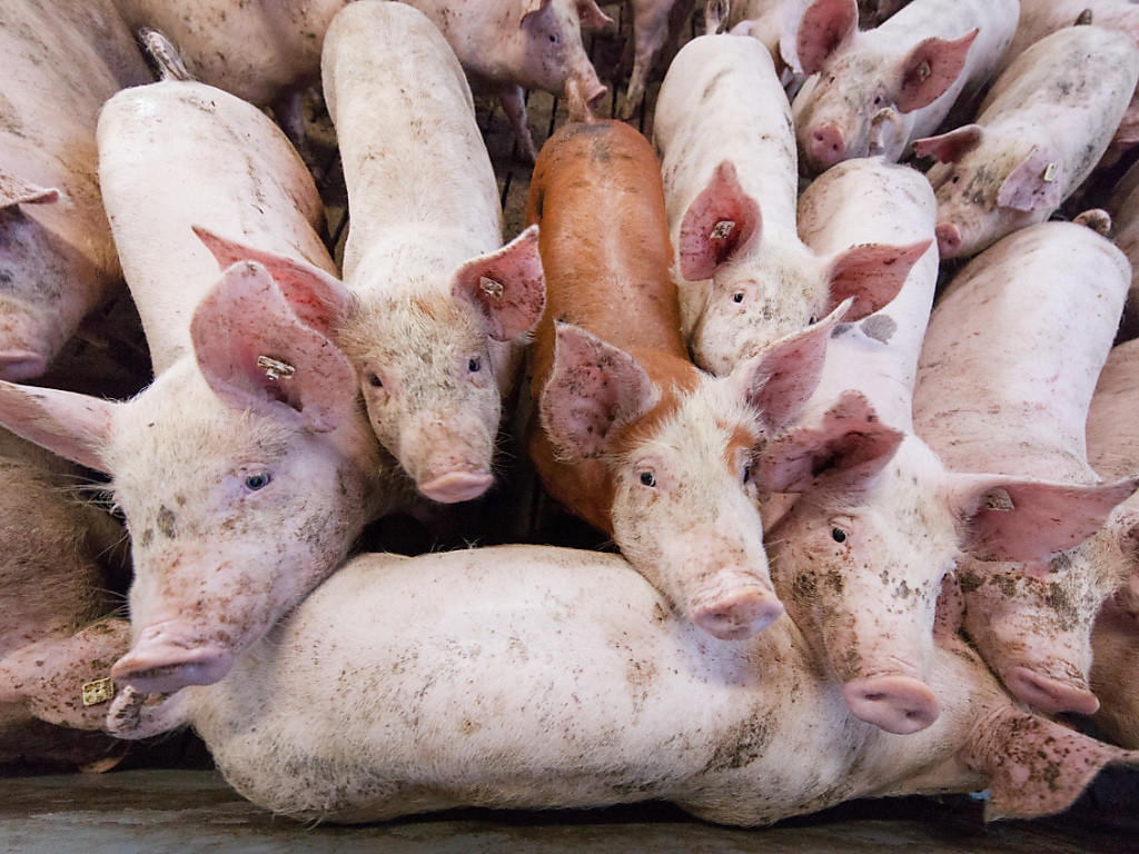 В российские магазины попало зараженное АЧС мясо