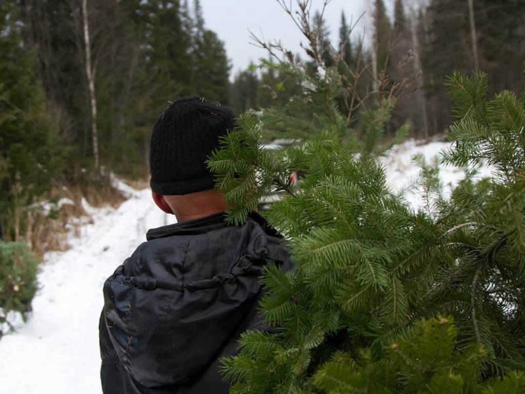 Перед праздниками в Первоуральске усилили охрану хвойных деревьев