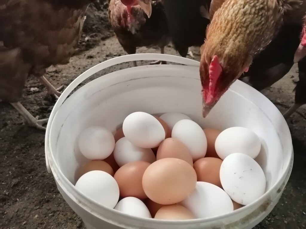 ФАС завела четыре дела о росте цен на яйца по признакам картельного соглашения