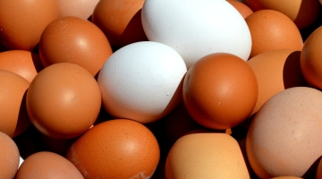 В Россию разрешили поставлять яйца из Турции