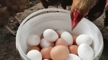 ФАС завела четыре дела о росте цен на яйца по признакам картельного соглашения
