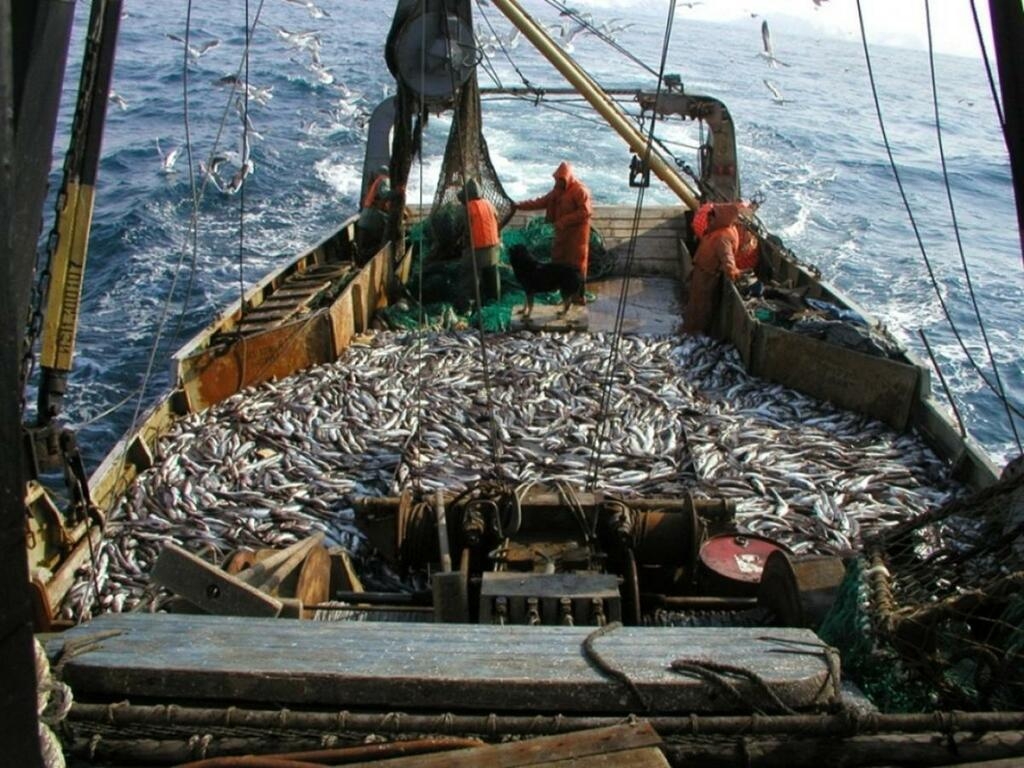 Россия запретит Великобритании вылавливать рыбу в Баренцевом море